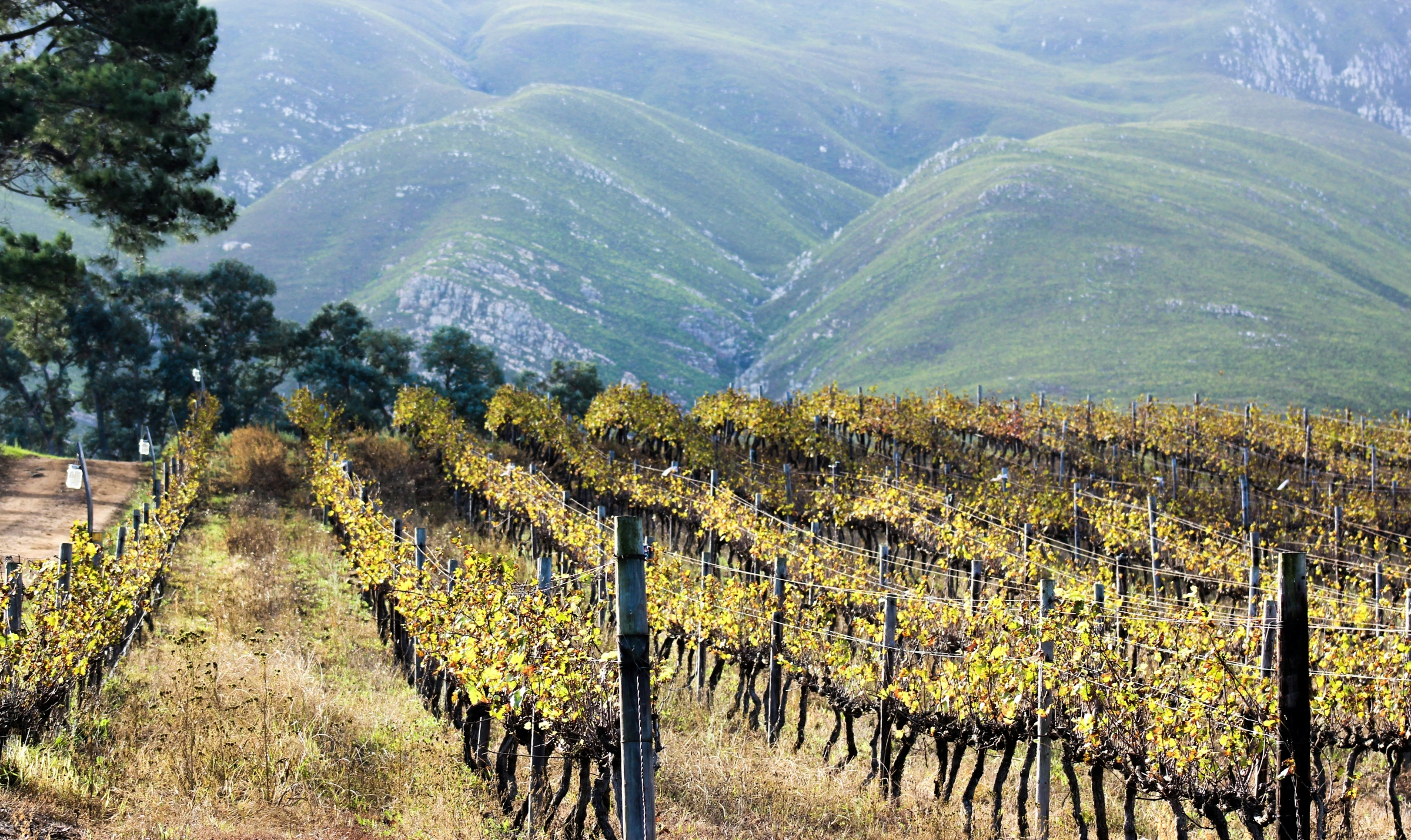 Vineyard and mountains photographed in Hermanus by Devon Janse van Rensburg